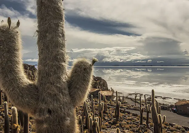 Uyuni Uyuni